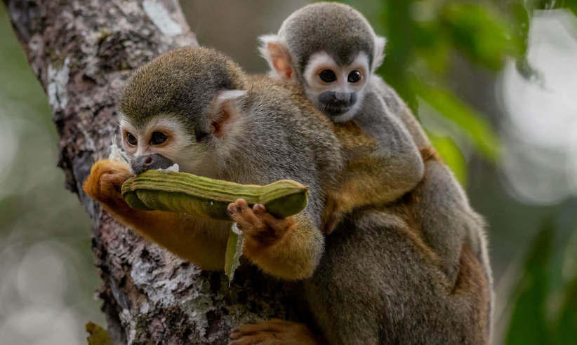 Monkeys in the rainforest