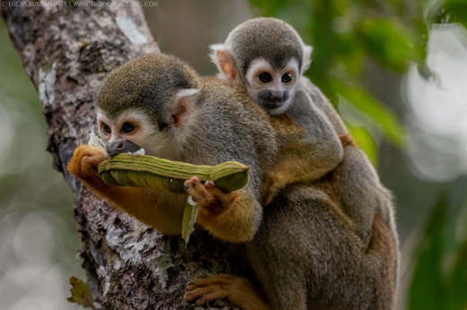Monkeys in the rainforest