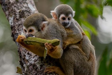 Monkeys in the rainforest