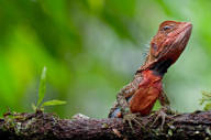 Exotic wildlife waiting to be discovered