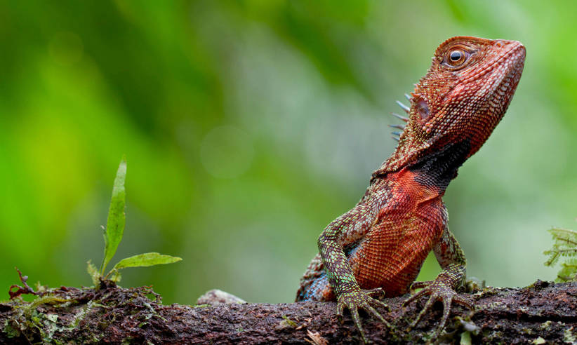 Exotic wildlife waiting to be discovered