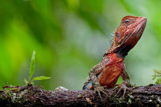Exotic wildlife waiting to be discovered
