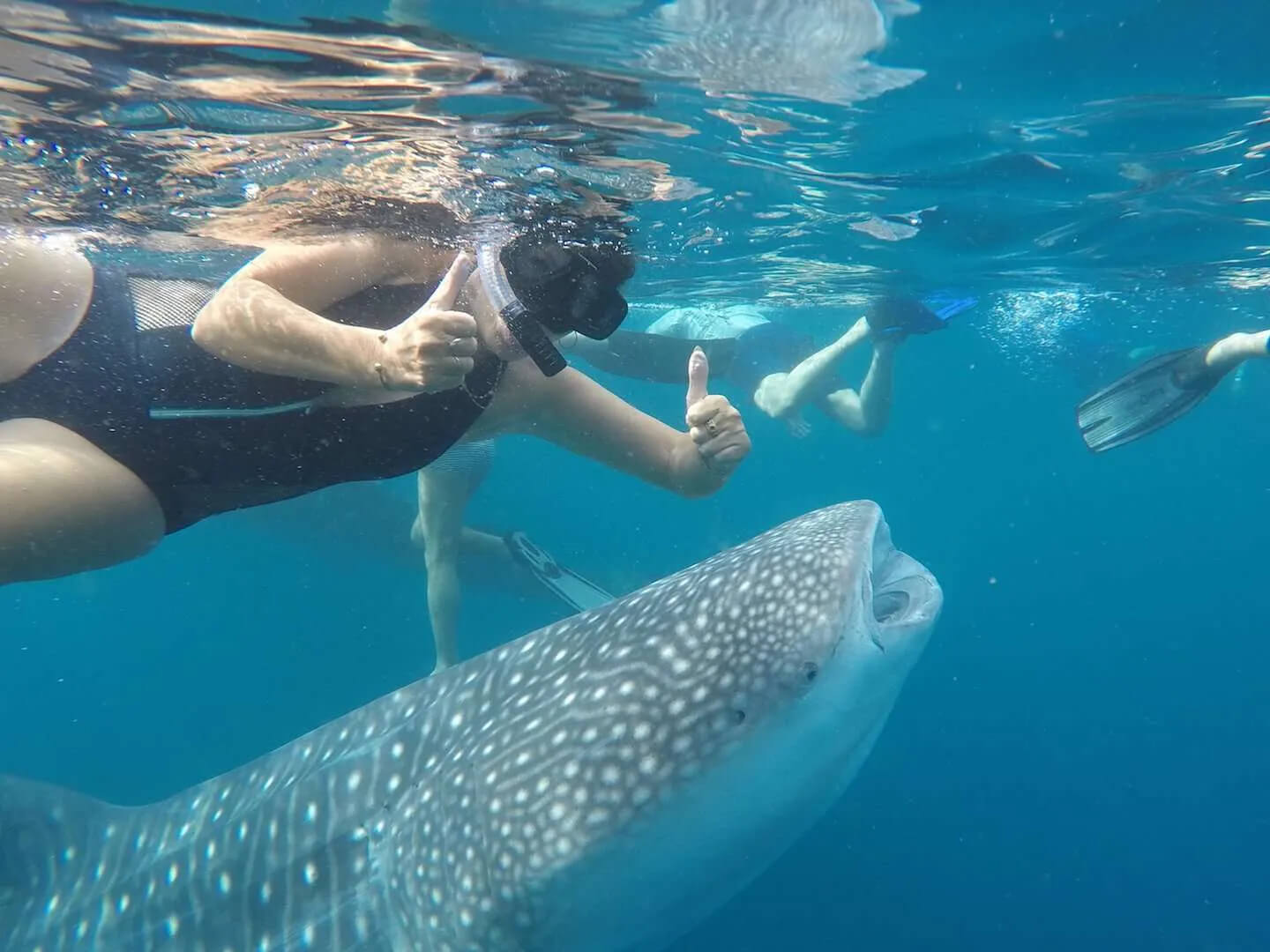 A snorkeler beside a gentle whale shark in the clear waters of Indonesia's marine paradise. 