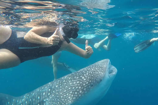 A snorkeler beside a gentle whale shark in the clear waters of Indonesia's marine paradise. 