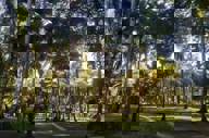 JARDIM 10
