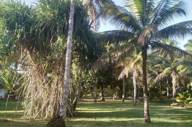 JARDIM 11