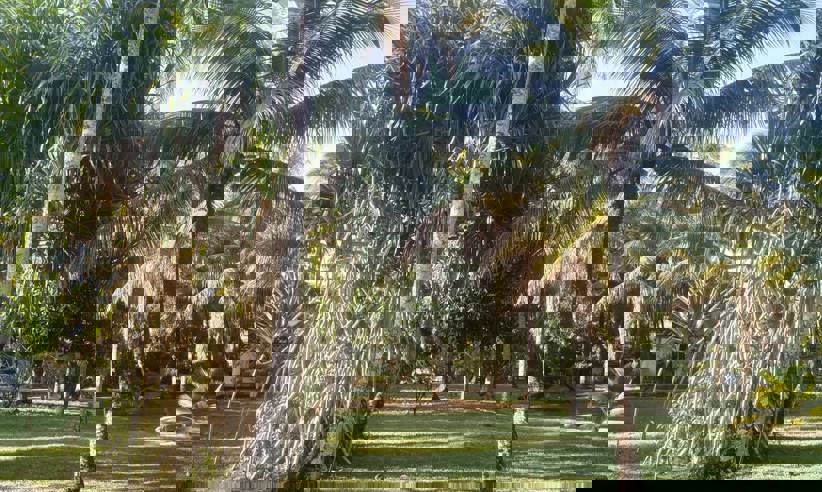 JARDIM 11