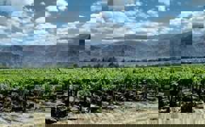 Cafayate Vins Argentines