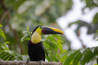Toucan 3