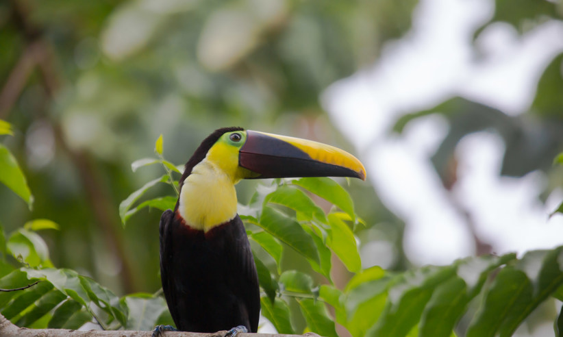 Toucan 3