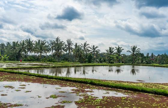 Palm trees reflected in still water across flooded rice fields under a dramatic sky in Ubud, Bali, Indonesia. 