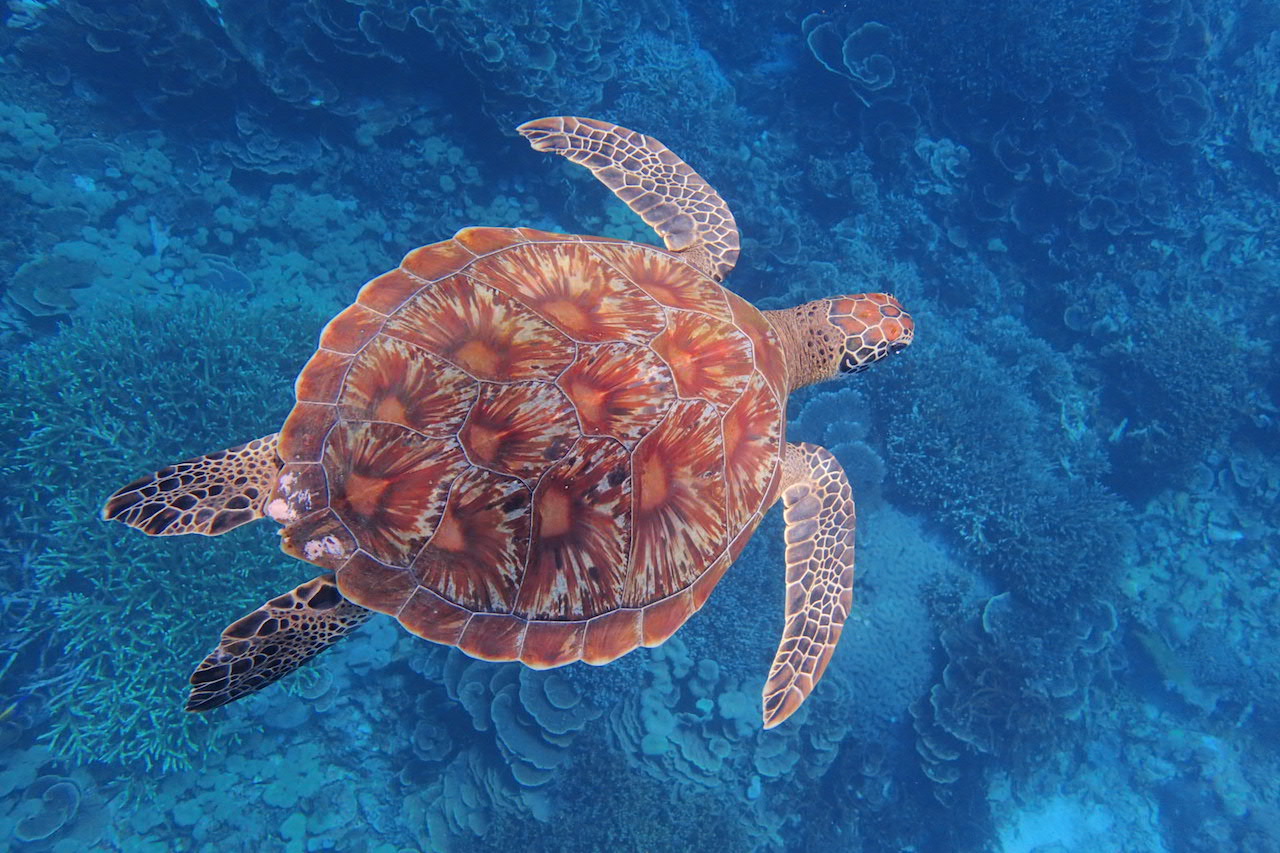 Turtle 2