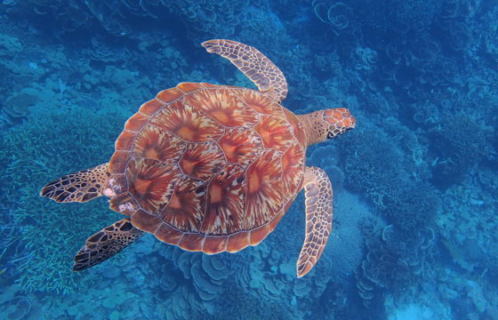 Turtle 2
