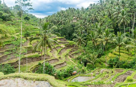 Lush green rice terraces cascade through the hills of Ubud, Bali surrounded by palm trees and tropical forest in Indonesia.  