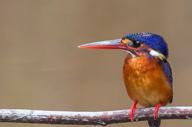 Bird Trails Experience Barefoot At Havelock Or0o51