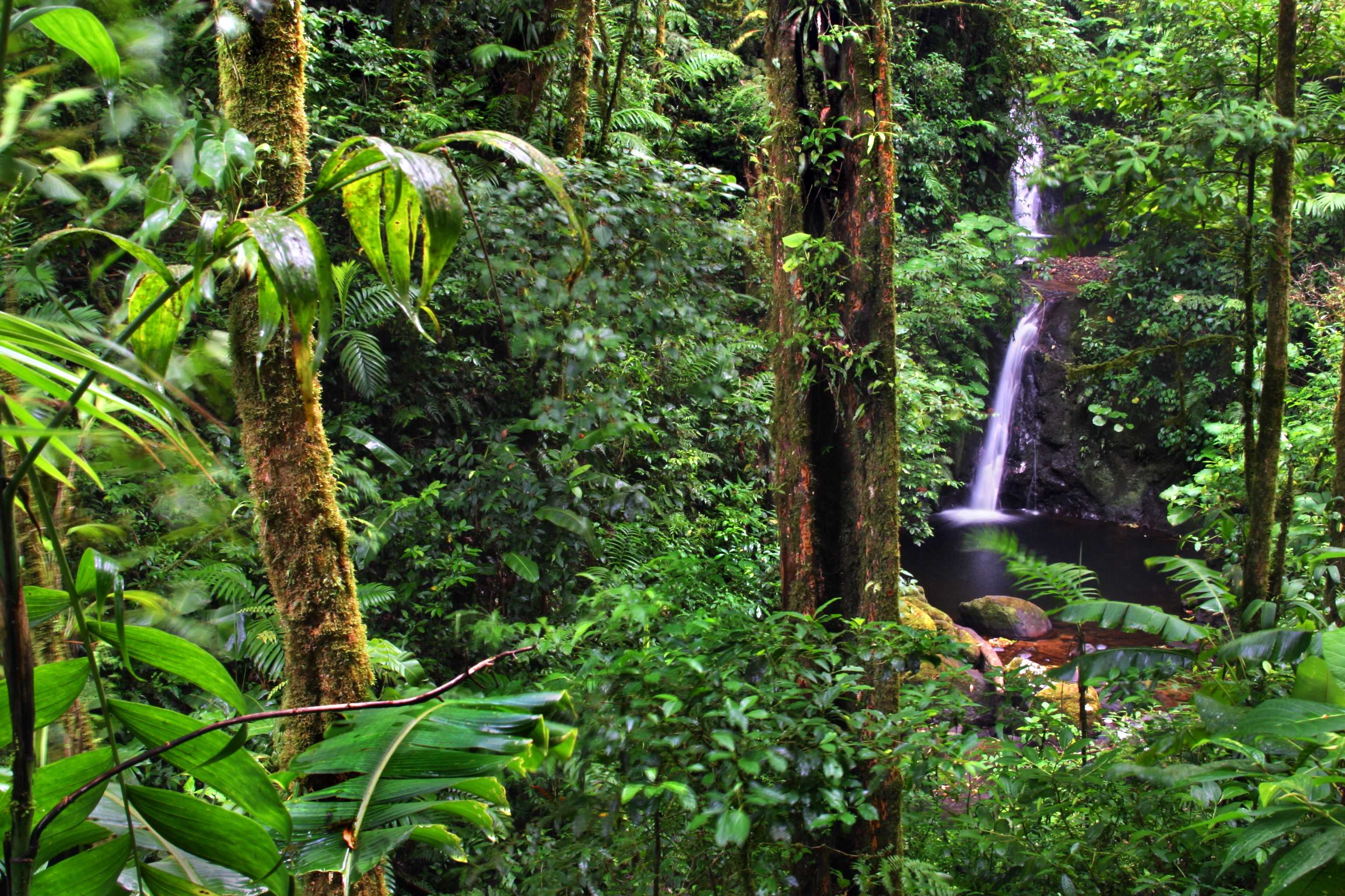 Sendamonteverde Monteverde 02