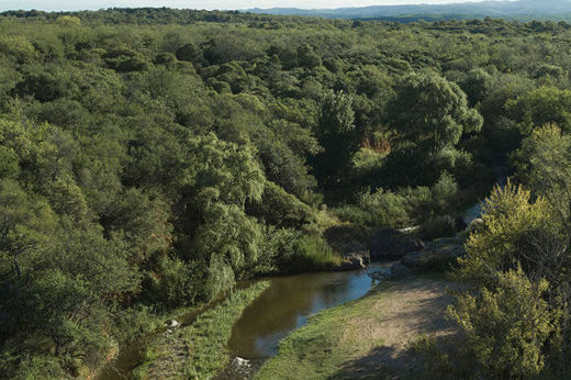 Bosque Zonas