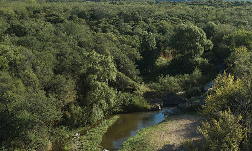 Bosque Zonas