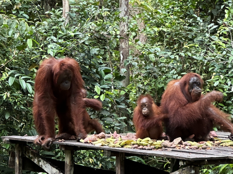 Orangutans Feeding