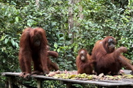 Orangutans Feeding