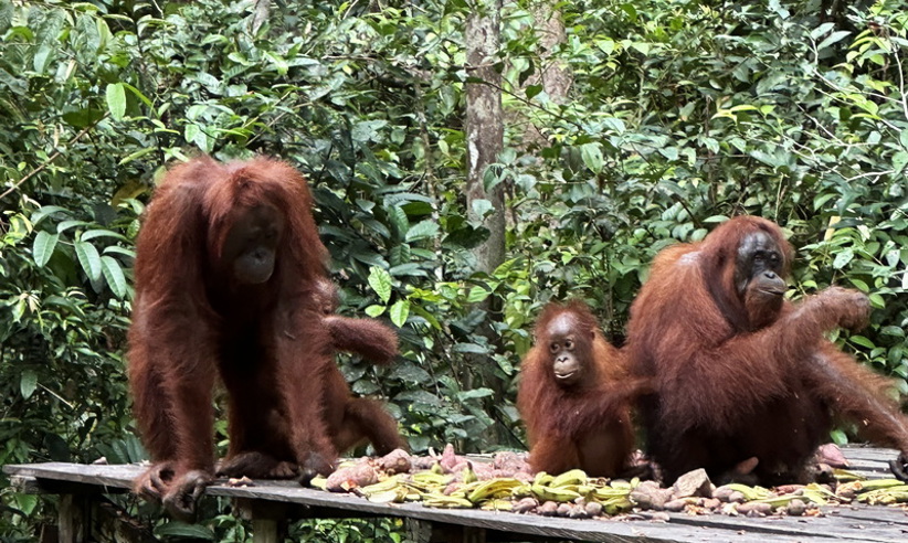 Orangutans Feeding