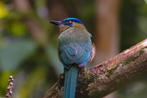 Brr Activities Guided Early Morning Birdwatching