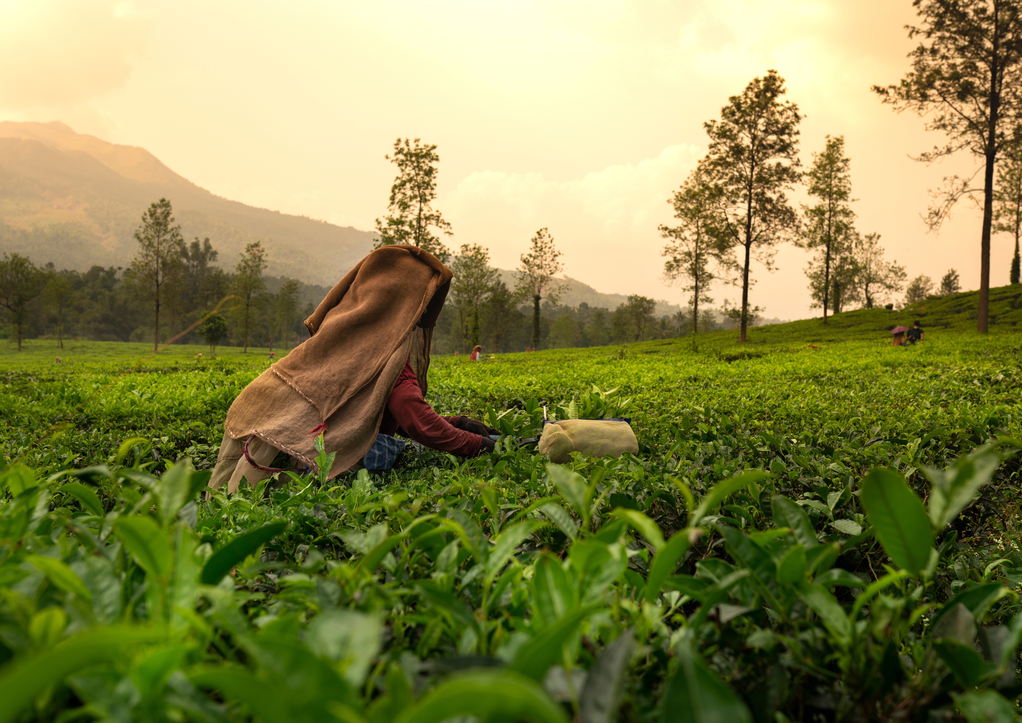 Tea Plucking, Munnar