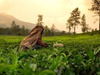 Tea Plucking, Munnar