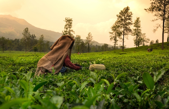 Tea Plucking, Munnar