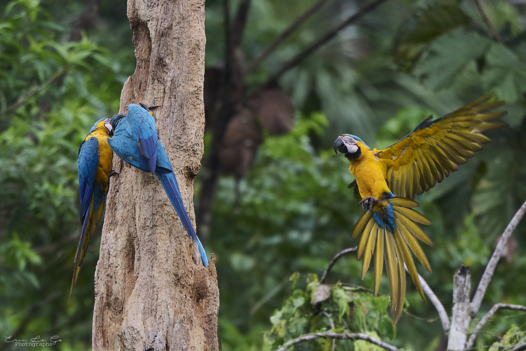 Macaw Tree Sacha Lodge Eric Le Go Equateur 2023 DSC 9419