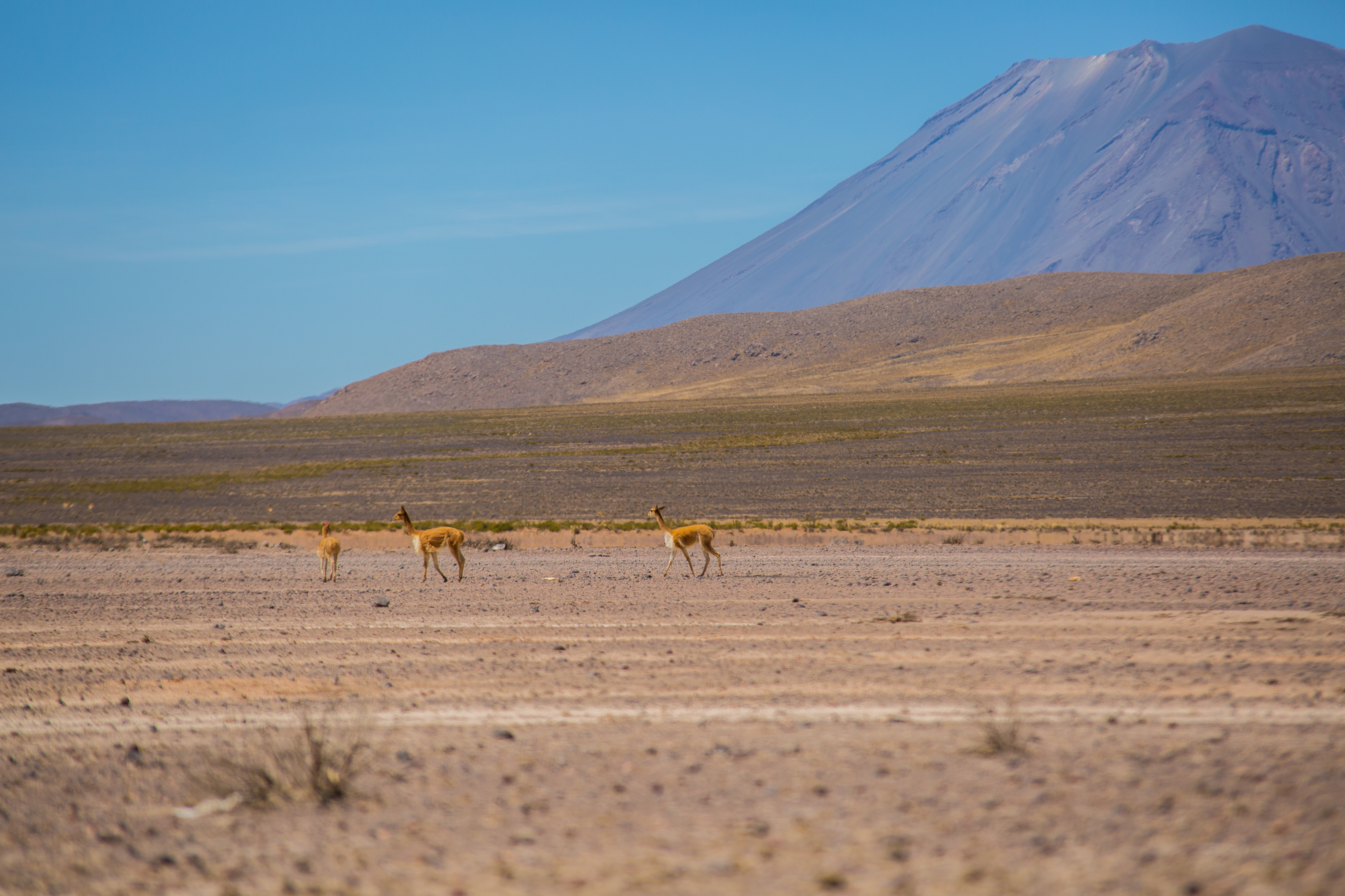 Arequipa Highlights Salinas Y Aguada Blanca (4)