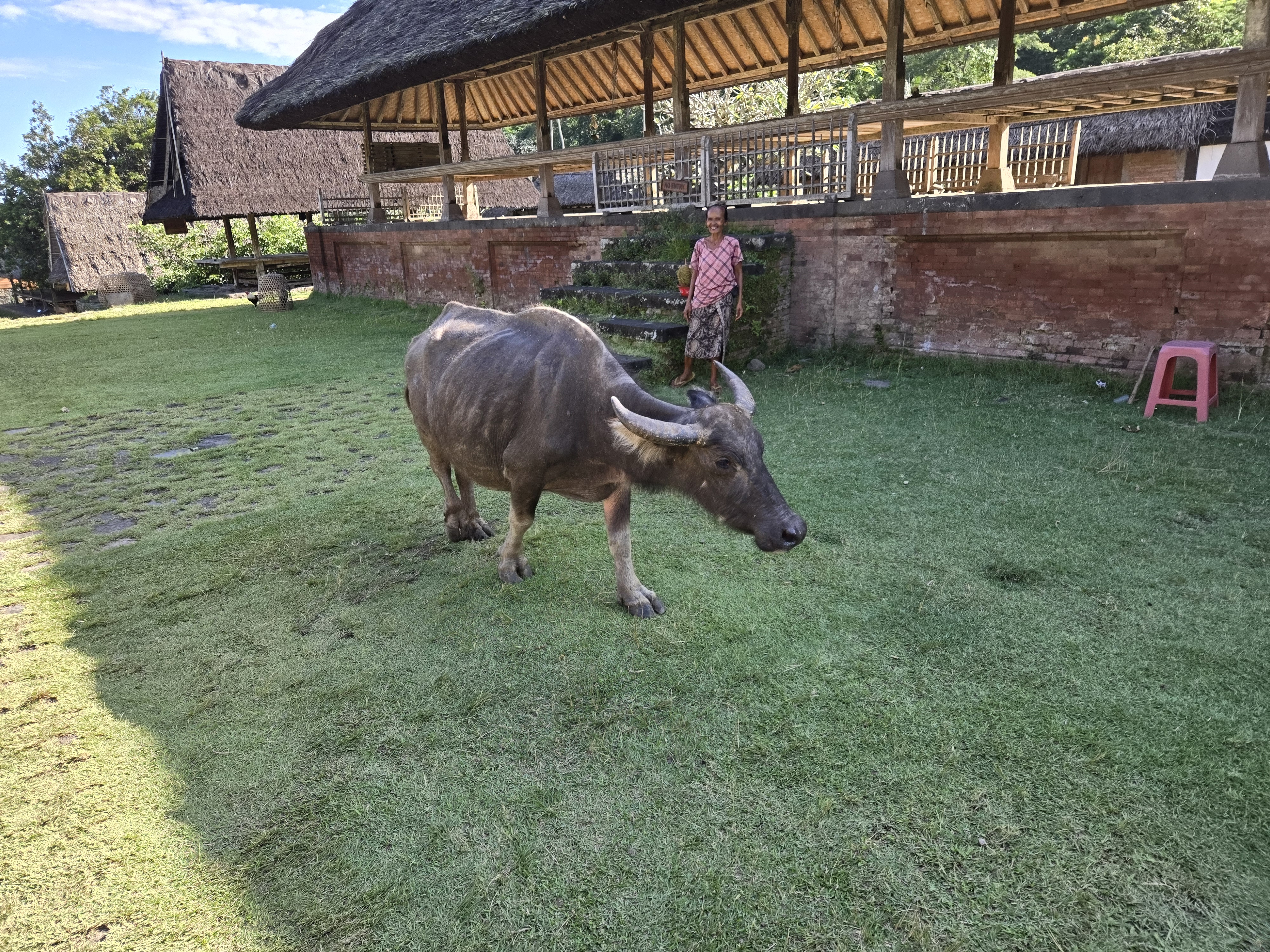 A buffalo grazes on grass in a traditional Balinese compound near Ubud, Indonesia, with a local person in the background. 