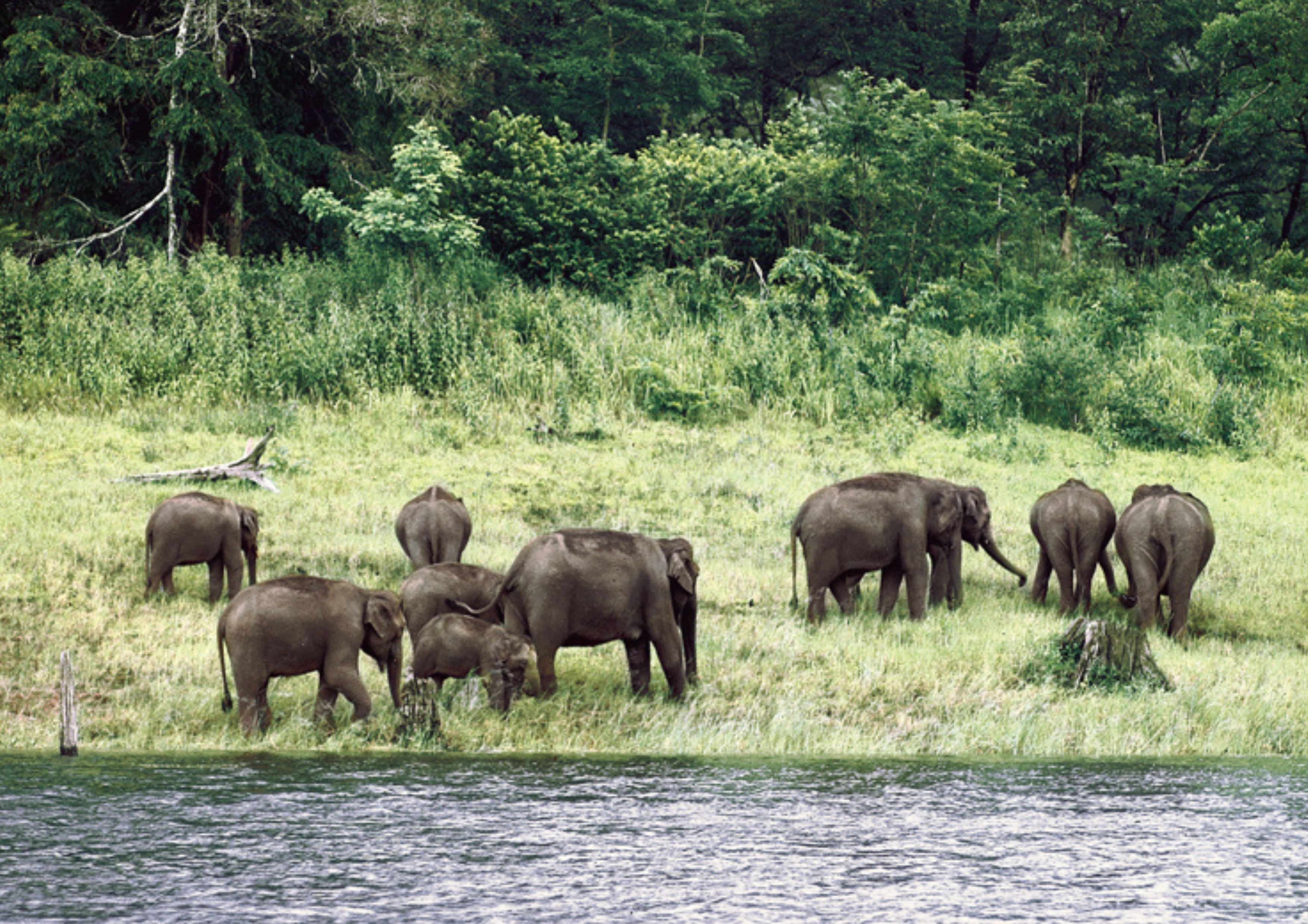 Periyar National Park