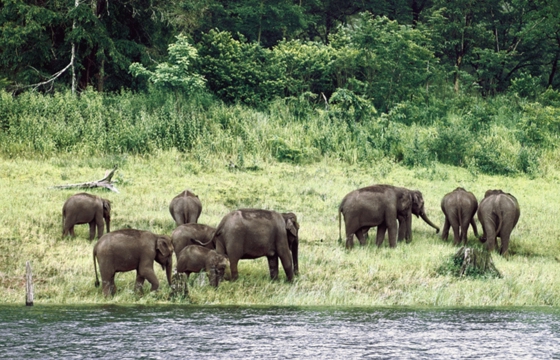 Periyar National Park