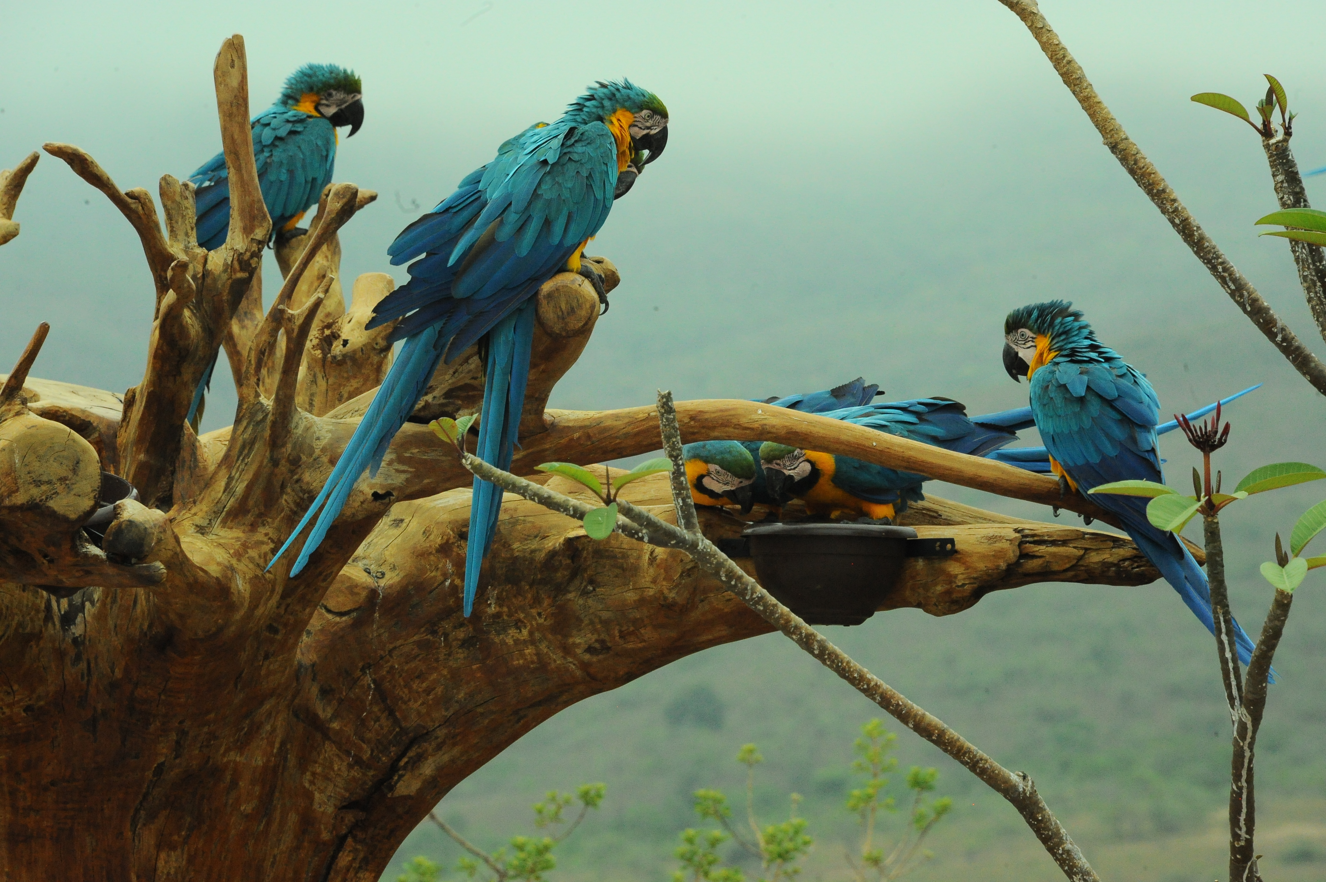 Blue & Yellow Macaws
