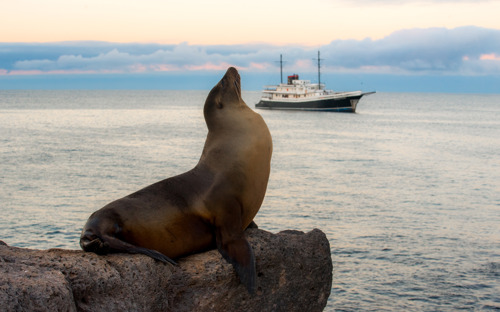 Evolution Sea Lion