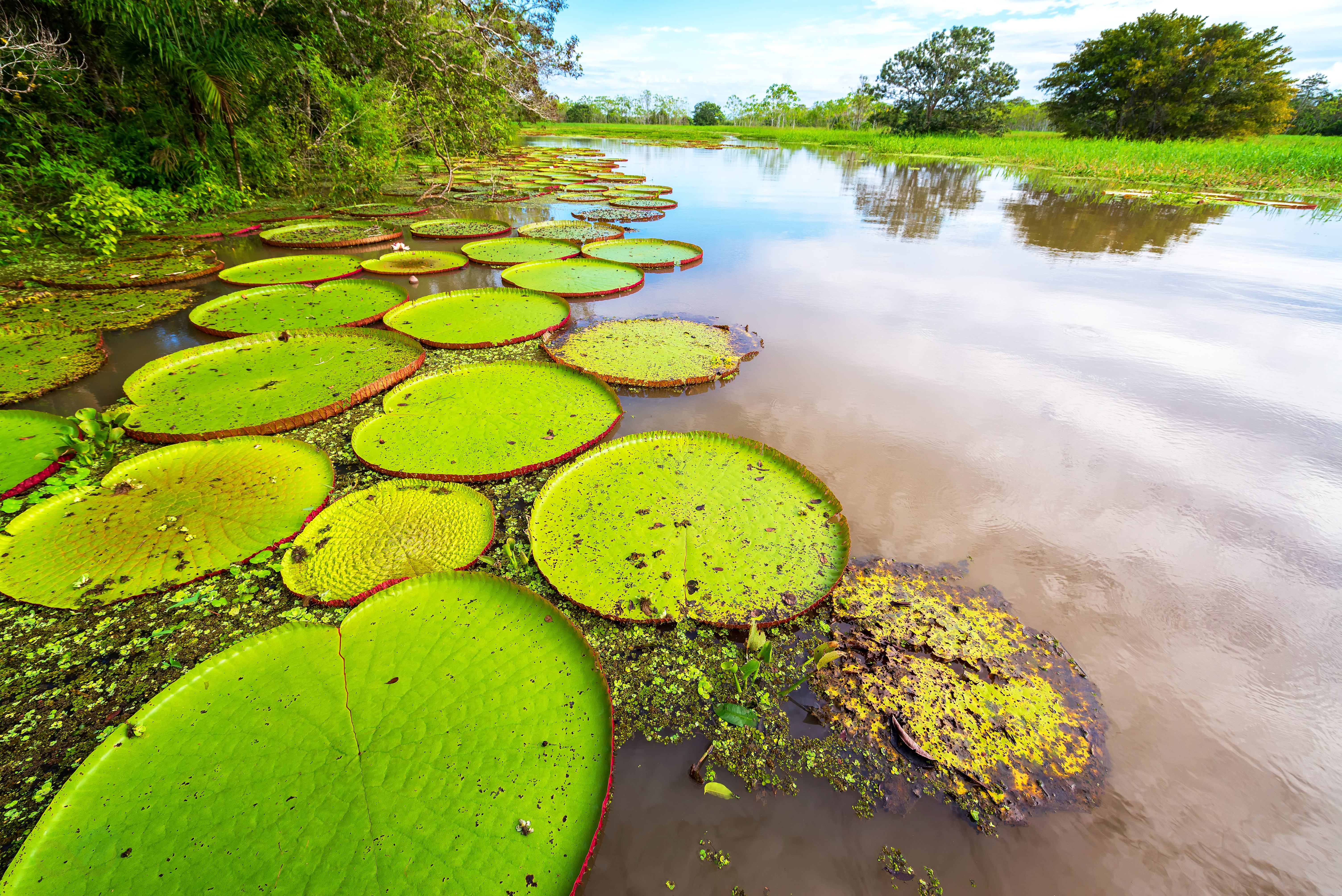 Amazonas 8