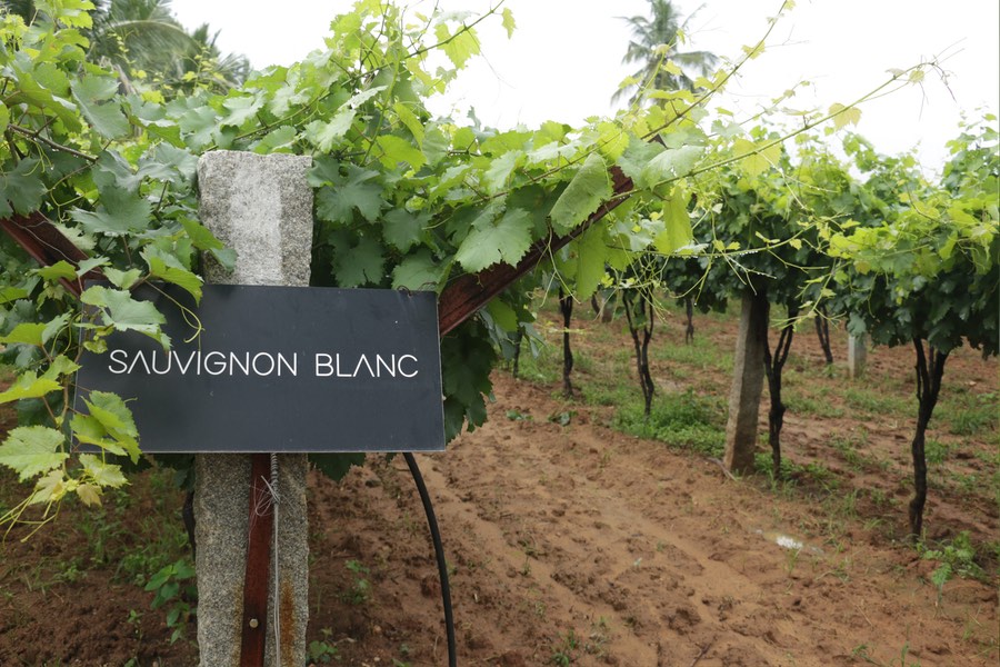 Wine Tour And Wine Tasting