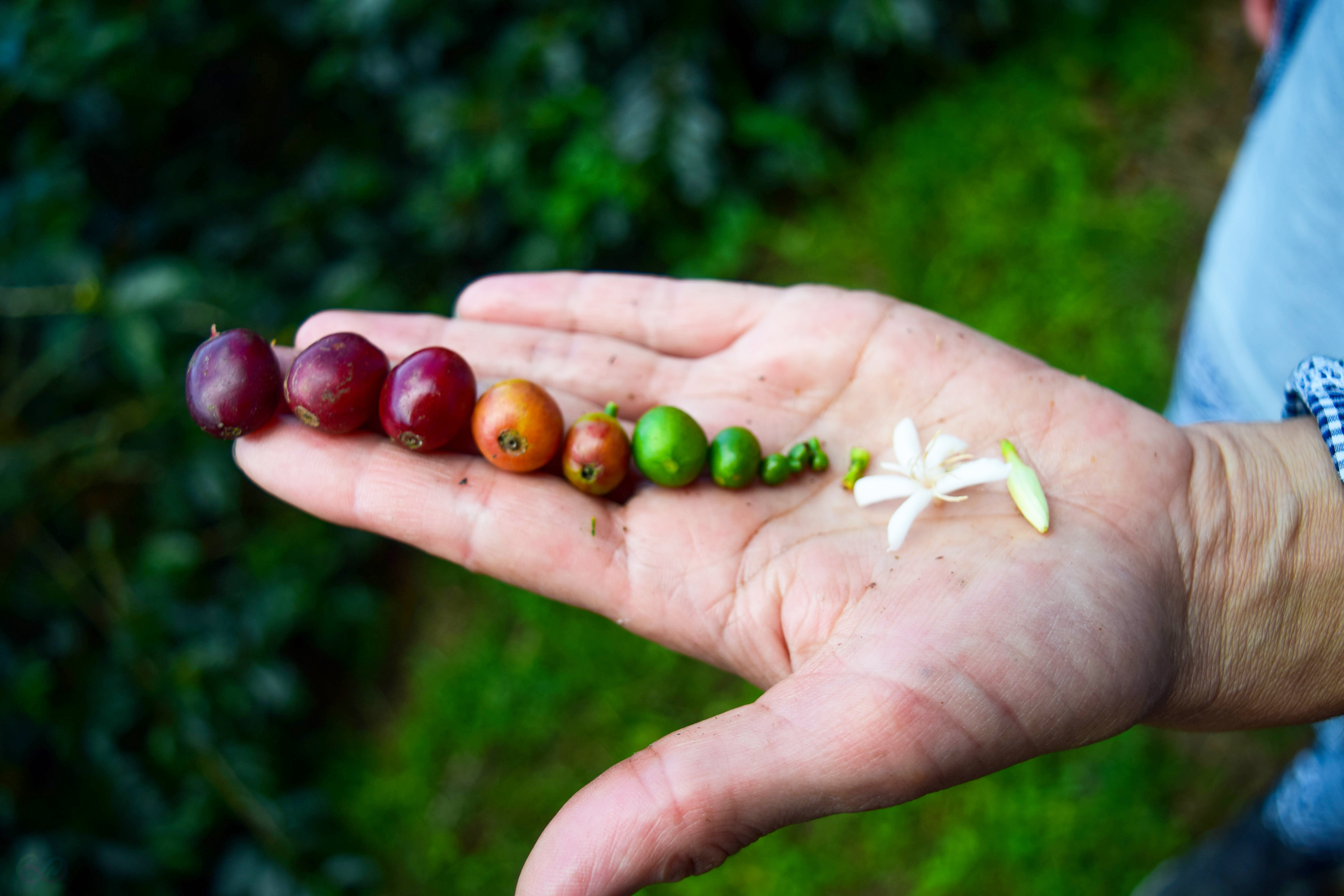 Coffee Region 20