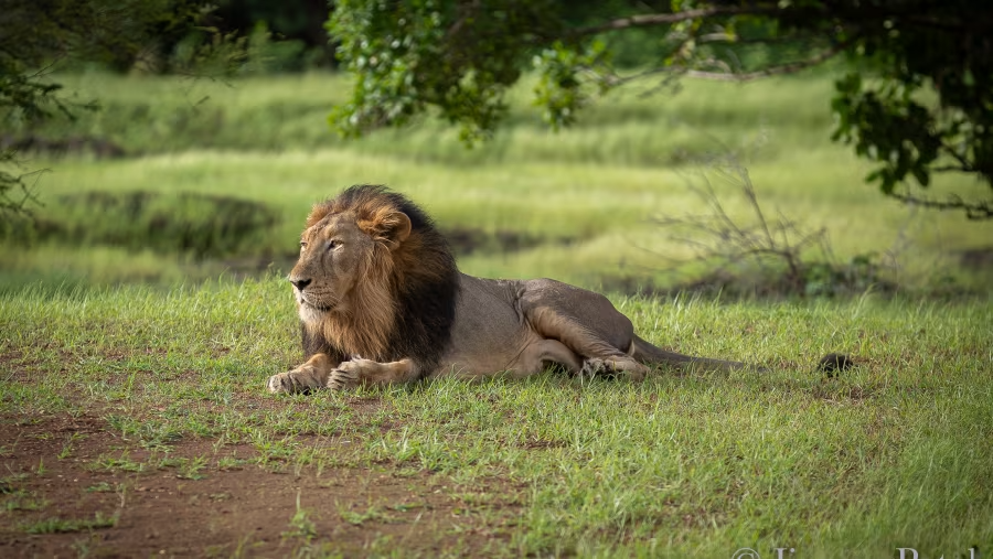 Experience, Aramness, Resorts In Gir National Park 14