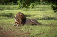Experience, Aramness, Resorts In Gir National Park 14