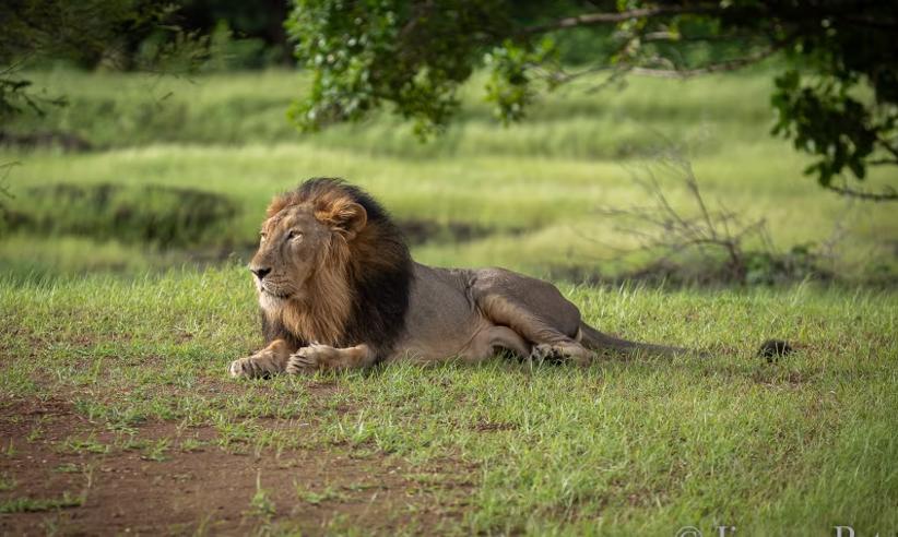 Experience, Aramness, Resorts In Gir National Park 14