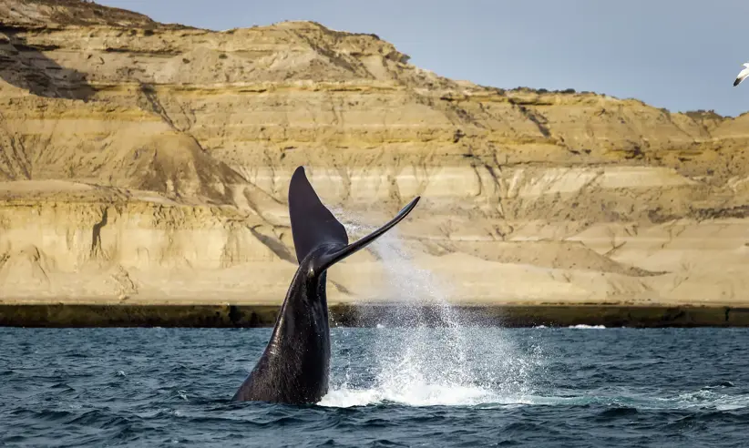 Ballena Paisaje Hotel Peninsula Valdes Puerto Madryn Chubut Argentina