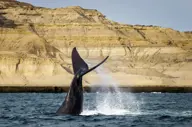 Ballena Paisaje Hotel Peninsula Valdes Puerto Madryn Chubut Argentina