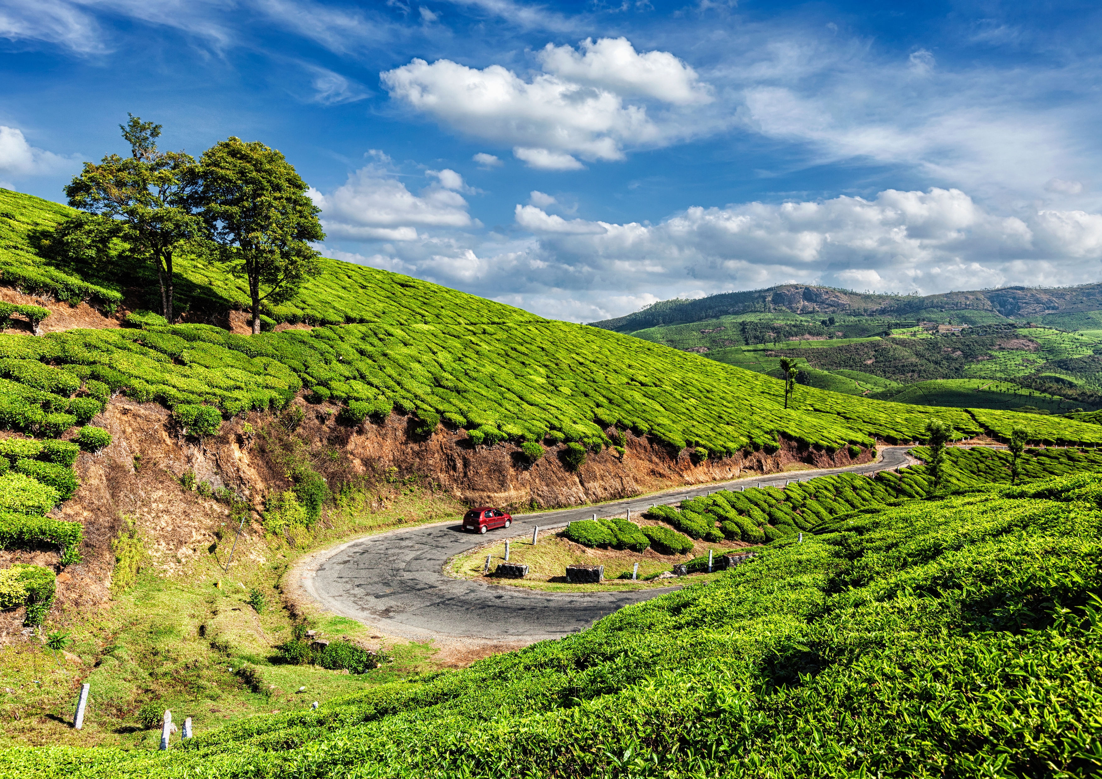 Tea Garden, Munnar