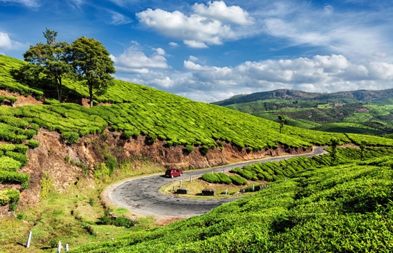 Tea Garden, Munnar