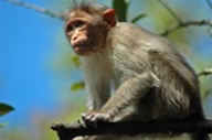 Monkey