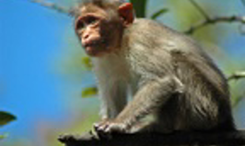 Monkey
