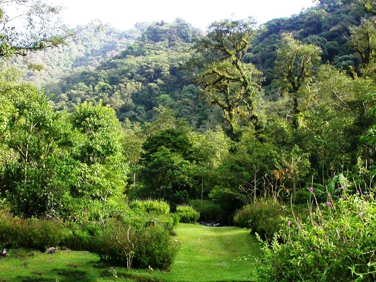 VALLE Y RIO BOSQUE DE PAZ