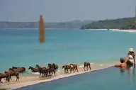 Nio Medium.Jpg
